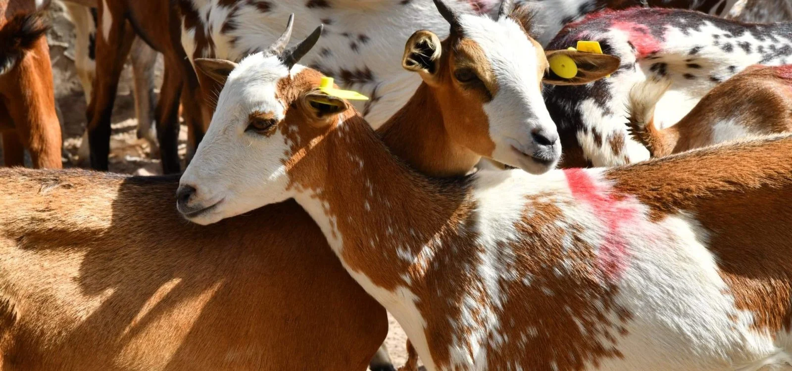 WAPEC&nbsp;: de Podor à Koungheul, les premières chèvres du waqf public agricole remises aux familles